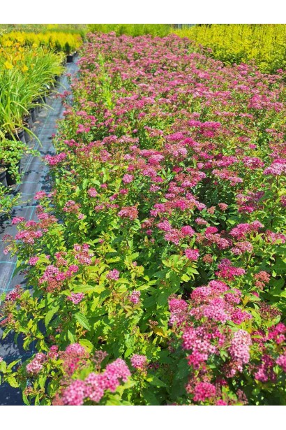 Спірея японська Ентоні Ватерер - 3л/вис.40-50см/Ø20-30см